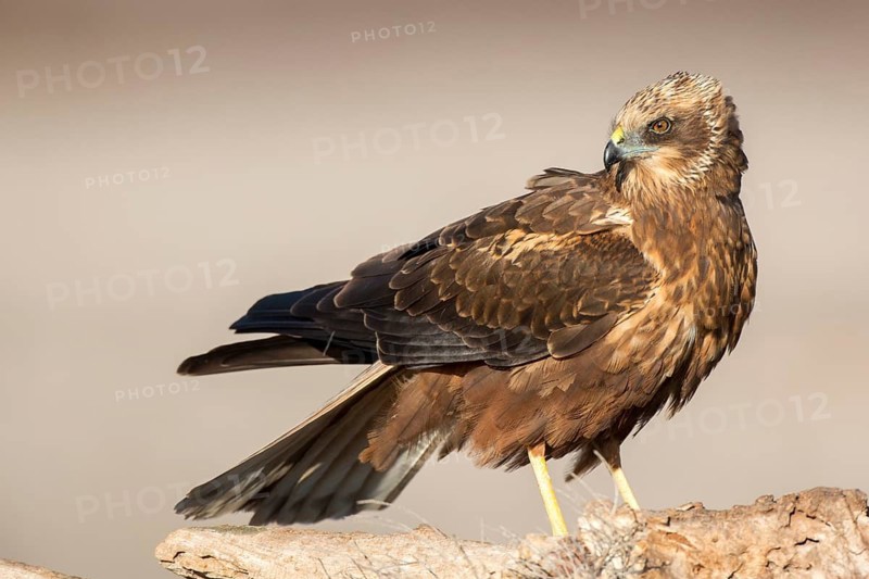 Western Marsh Harrier (Circus aeruginosus) male perched on a stump, Castile-La Mancha, Spain