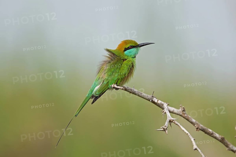 Green Bee-eater (Merops orientalis), Sri Lanka