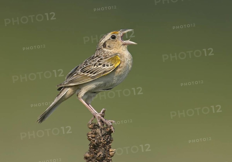 Grasshopper Sparrow (Ammodramus savannarum) singing, Ohio, USA