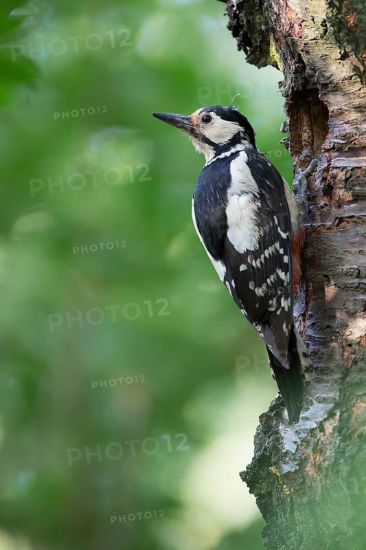 Great Spotted Woodpecker (Dendrocopos major) female at breeding cavity, Rhineland-Palatinate, Germany