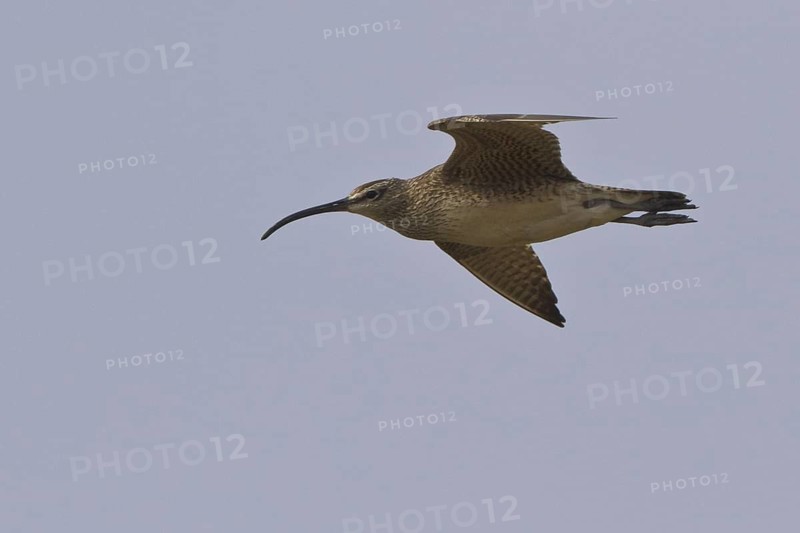 Whimbrel (Numenius phaeopus) flying, Manitoba, Canada