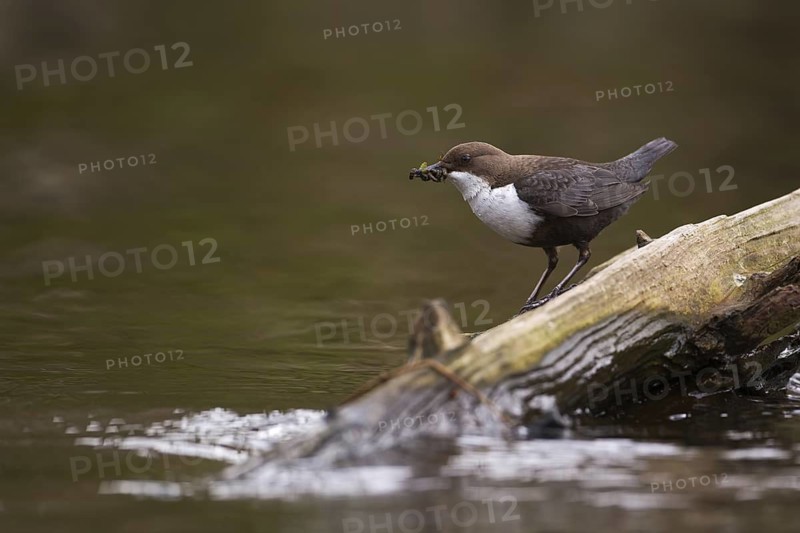 White-throated Dipper (Cinclus cinclus), Saxony, Germany