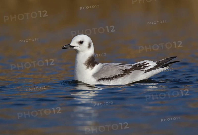 Black-legged Kittiwake (Rissa tridactyla) 1st year, Ohio, USA