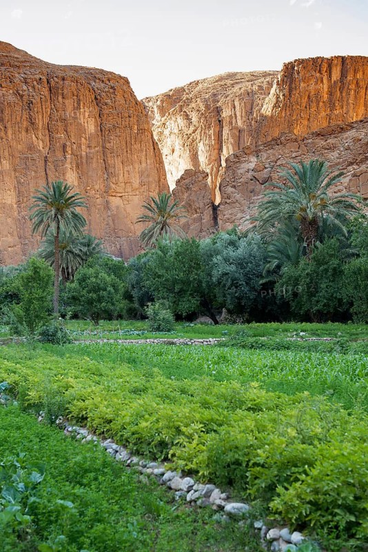 Oasis, Todra Gorge, Tinghir, Drâa-Tafilalet Region, Atlas Mountains, Morocco