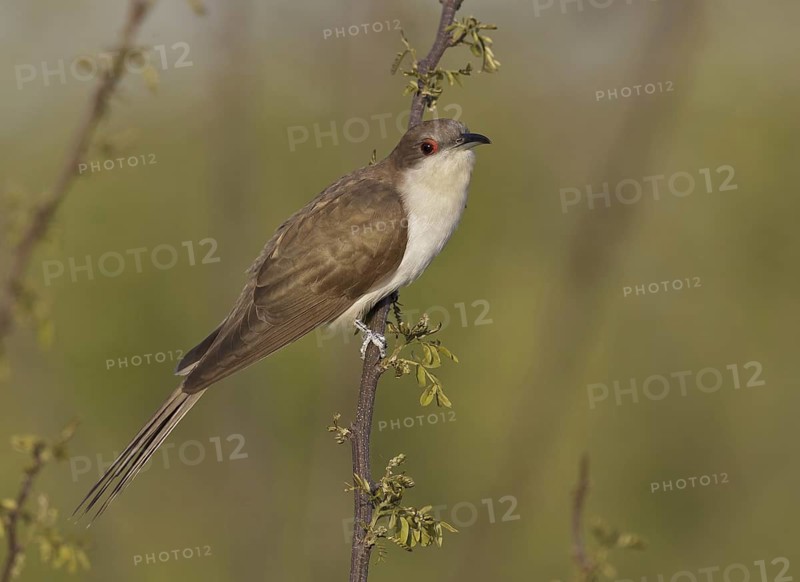 Black-billed Cuckoo (Coccyzus erythropthalmus), Ohio, USA