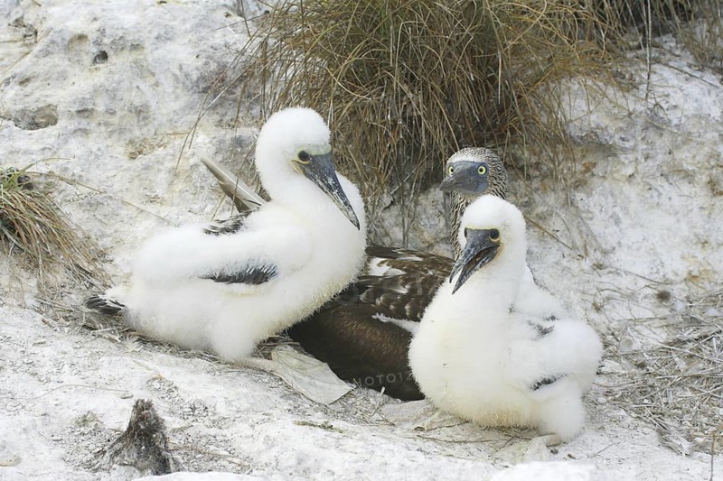 Blue-footed Booby Sula nebouxii Las Marietas Islands, Bahia Banderas, Jalisco, Mexico 1 April Adult with young at nest. Sulidae