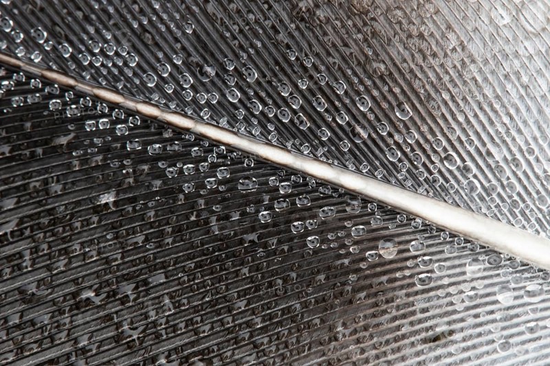 Wood pigeon (Columba palumbus) bird close up of dew drops on a wing feather, Suffolk, England, United Kingdom