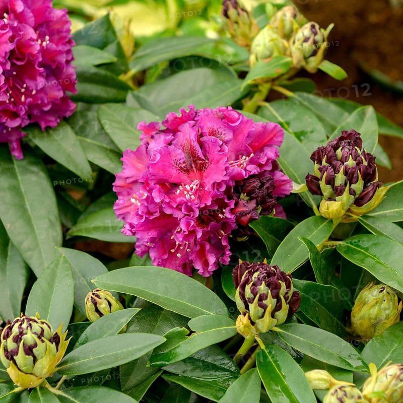 Rhododendron hybrid (Rhododendron DRAMATIC DARK), Rhodo 2014, Germany