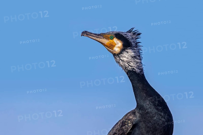 Close-up portrait of adult great cormorant, continental cormorant (Phalacrocorax carbo sinensis) in breeding plumage in late winter
