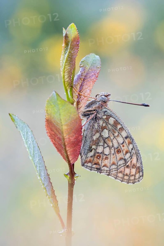 Mittlerer Perlmuttfalter (Fabriciana niobe) am Ruheplatz