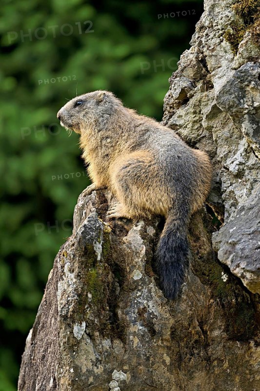 Alpine marmot (Marmota marmota), sitting on rocks, Switzerland