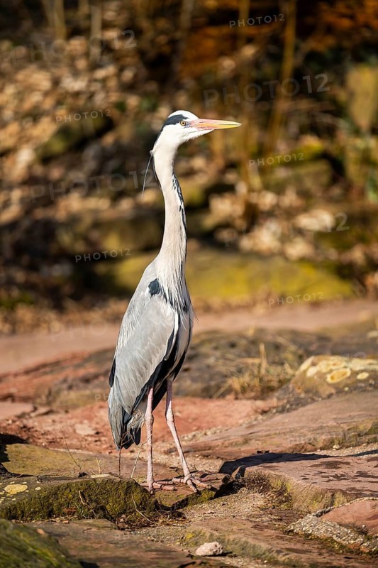 Grey heron (Ardea cinerea) standing at the shore of a lake, wildlife, Bavaria, Germany