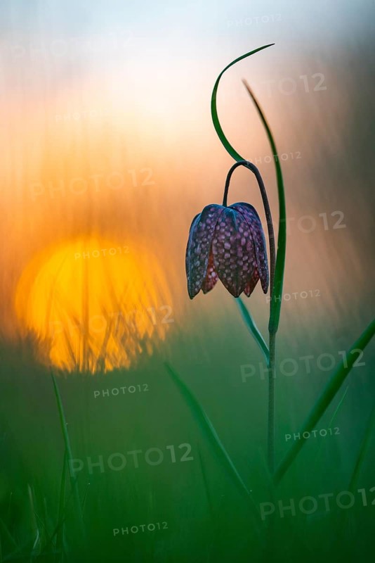 Snake's Head Fritillary (Fritillaria meleagris) at sunrise in a wet meadow in spring, Berne, Lower Saxony, Germany