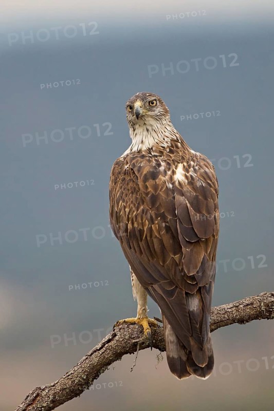 Bonelli's Eagle (Aquila fasciata), Extremadura, Spain