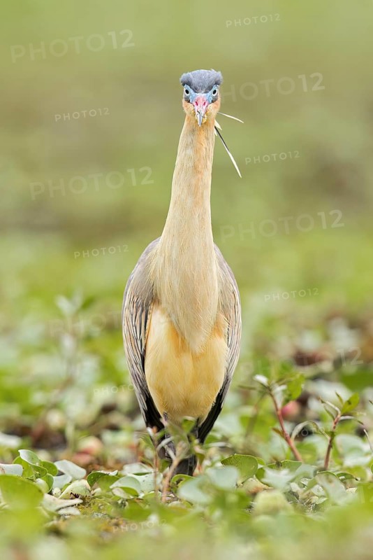 Whistling Heron (Syrigma sibilatrix) feeding in a marsh in the Pantanal of Brazil