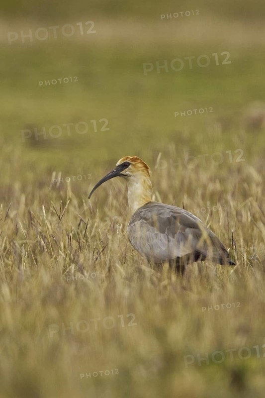 Black-faced Ibis (Theristicus melanopis), Ecuador