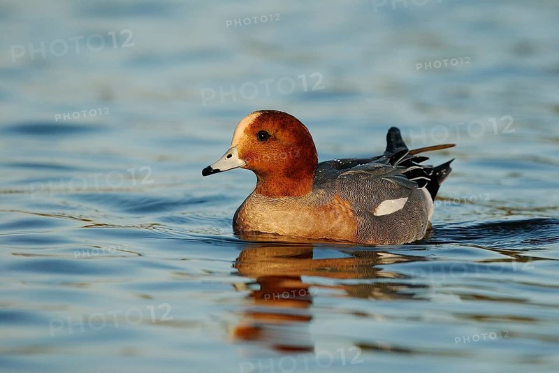 Eurasian Wigeon (Mareca penelope) male, Arizona, USA