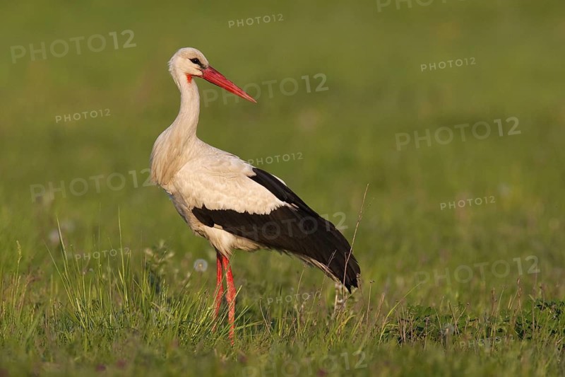 White Stork (Ciconia ciconia), Lake Neusiedl, Austria