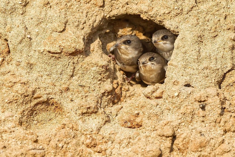 Sand Martin (Riparia riparia) in nesting wall, North Rhine-Westphalia, Germany