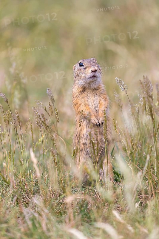 One European ground squirrel (Spermophilus citellus) or European souslik standing erected in tall grass looking for enemies
