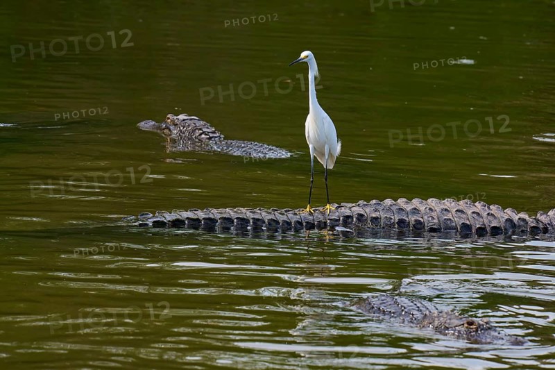 A white heron stands calmly on a crocodile in the water, several crocodiles surround him, Great Egret (Egretta thula), American Alligator (Alligator mississippiensis), Orlando, Florida, USA
