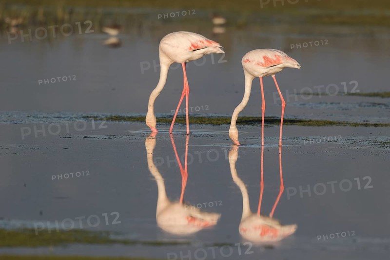 Greater Flamingo (Phoenicopterus roseus) foraging in shallow water, Greece