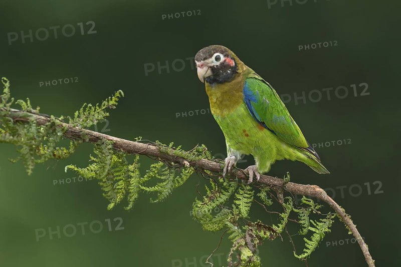 Brown-hooded Parrot (Pyrilia haematotis), Costa Rica