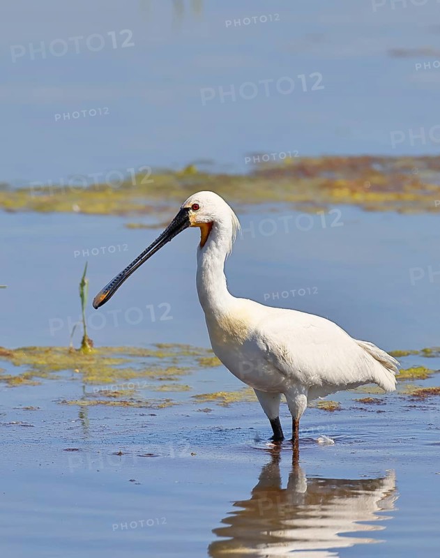 Spoonbill (Platalea leucorodia), adult bird striding through shallow water, adult bird in splendour, wildlife, Ziggsee, Burgenland, Austria