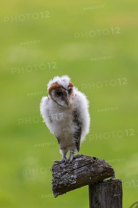 One young barn owl (Tyto alba) sitting on a branch lying in a meadow in late evening light