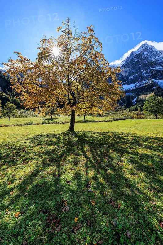 Maple tree in front of snow-covered mountains, sunbeams, backlight, autumn colours, sunny, Engalm, Großer Ahornboden, Karwendel Mountains, Tyrol, Austria