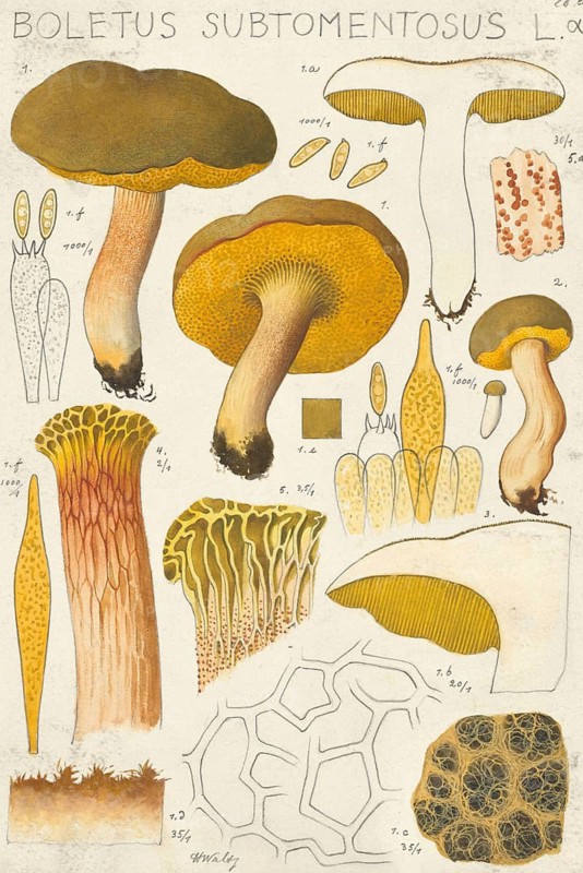Mushroom, fungi, goat's lip or felted boletus, Xerocomus subtomentosus, syn. Boletus subtomentosus, authentic reproduction of an illustration by Hans Walty (1868-1948) from about 1915, historical