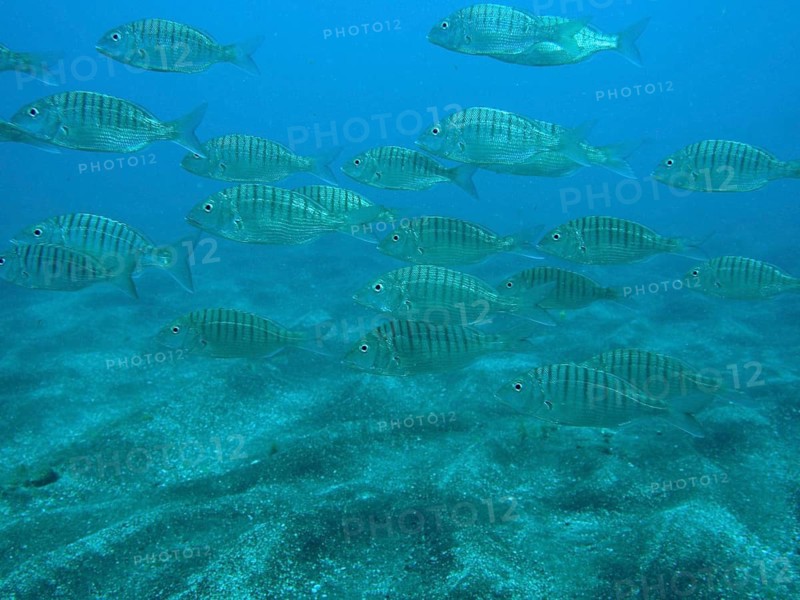 Marble bream (Lithognathus mormyrus)