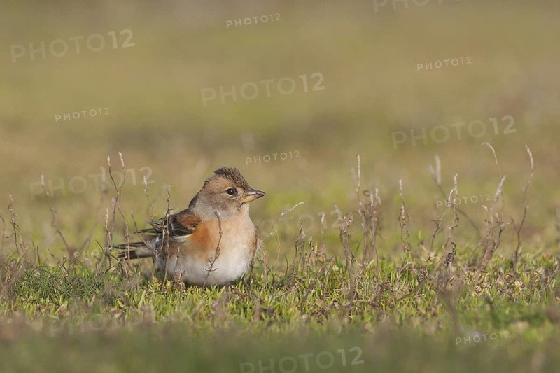 Brambling - Bergfink - Fringilla montifringilla, Germany, 1st cy female