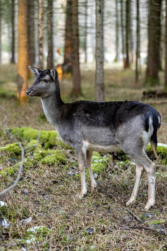 Fallow deer, female fallow deer (Dama dama), Landsberg am Lech Wildlife Park, Upper Bavaria, Bavaria, Germany
