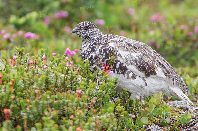White-tailed Ptarmigan (Lagopus leucurus) in the alpine habitat of British Columbia, Canada