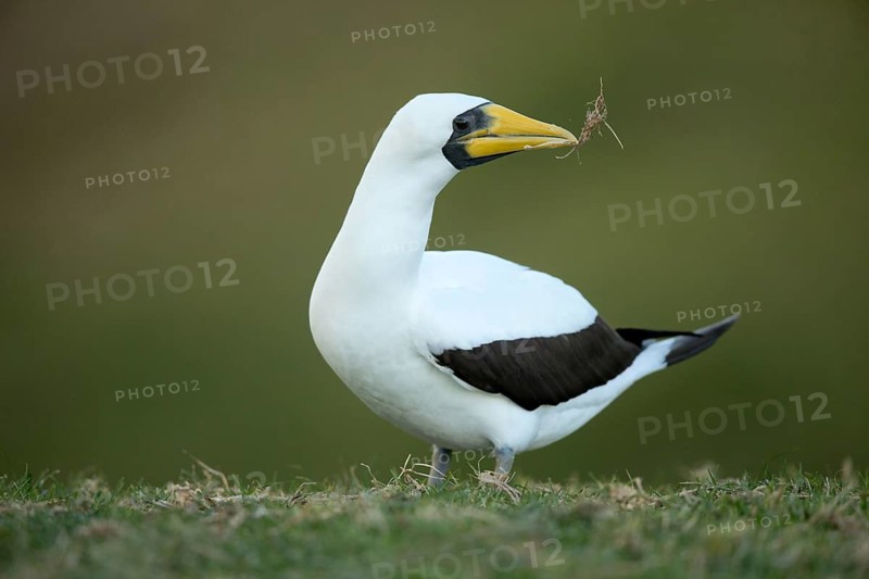 Masked Booby (Sula dactylatra tasmani) perched on the ground, Norfolk Island