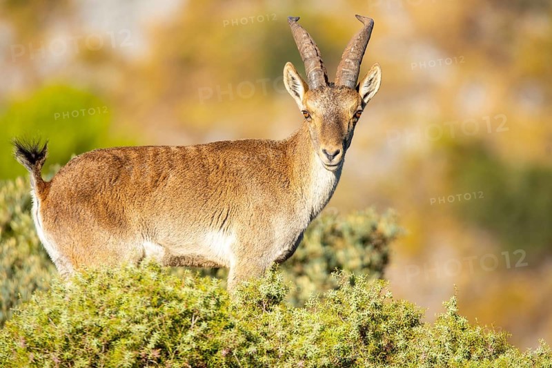 A majestic Iberian ibex stands gracefully on a rocky slope, surrounded by lush greenery. Its distinct curved horns and agile stance highlight its adaptability to rugged terrain