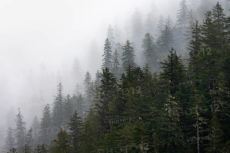 Dense forest on mountain slopes, mystical fog sweeping through the forest, Kenai Fjords National Park, Kenai Peninsula, Alaska, USA