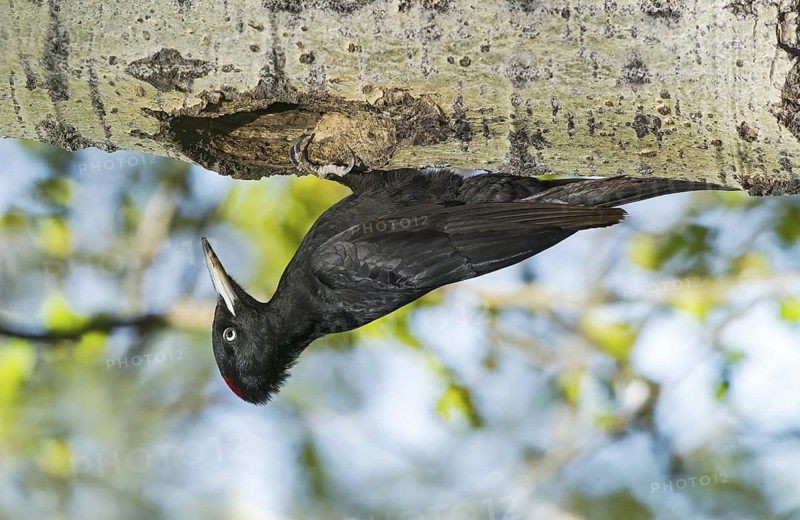 Black Woodpecker (Dryocopus martius) female at nest cavity in tree, Aosta Valley, Italy