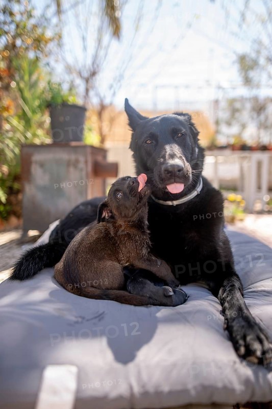A heartwarming scene of a puppy licking an adult black dog on a sunny day. They lie on a cushion, surrounded by blurred greenery and a hint of a cozy outdoor setting at home