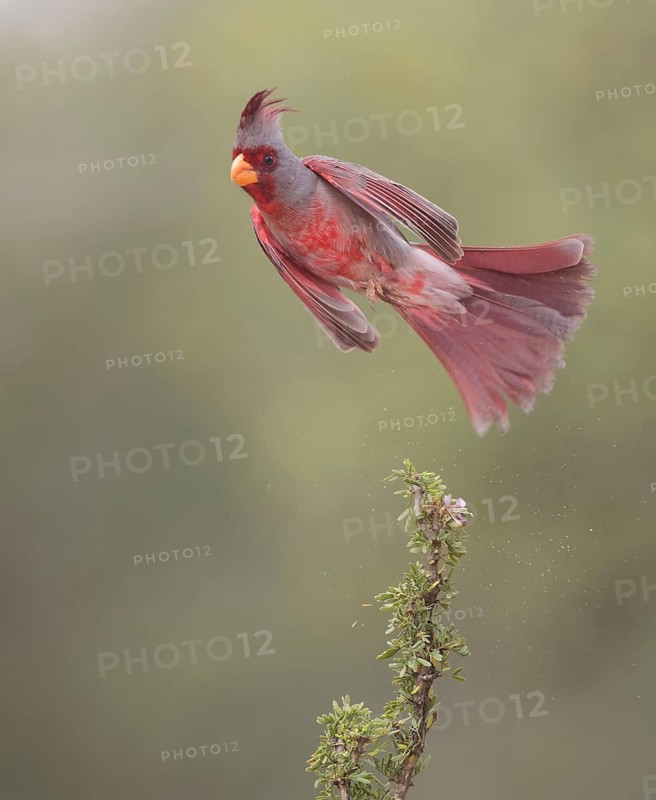 Pyrrhuloxia (Cardinalis sinuatus) male flying, Texas, USA
