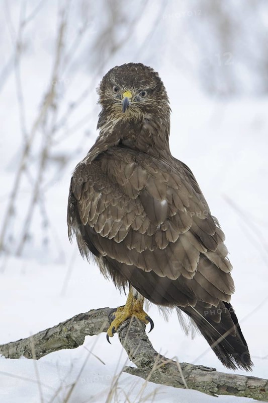 Common Buzzard (Buteo buteo), Mecklenburg-Western Pomerania, Germany