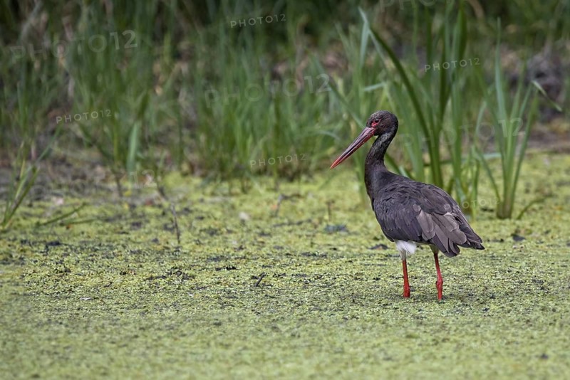 Black Stork (Ciconia nigra) foraging, Saxony-Anhalt, Germany