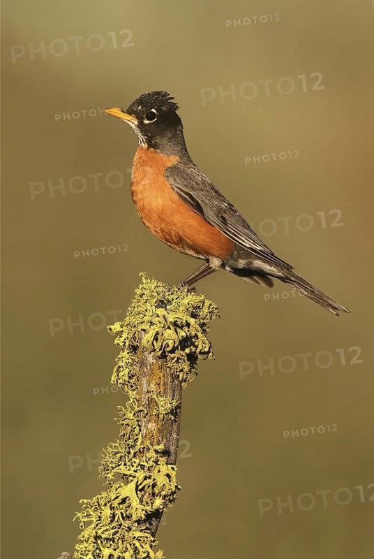 American Robin (Turdus migratorius), Oregon, USA