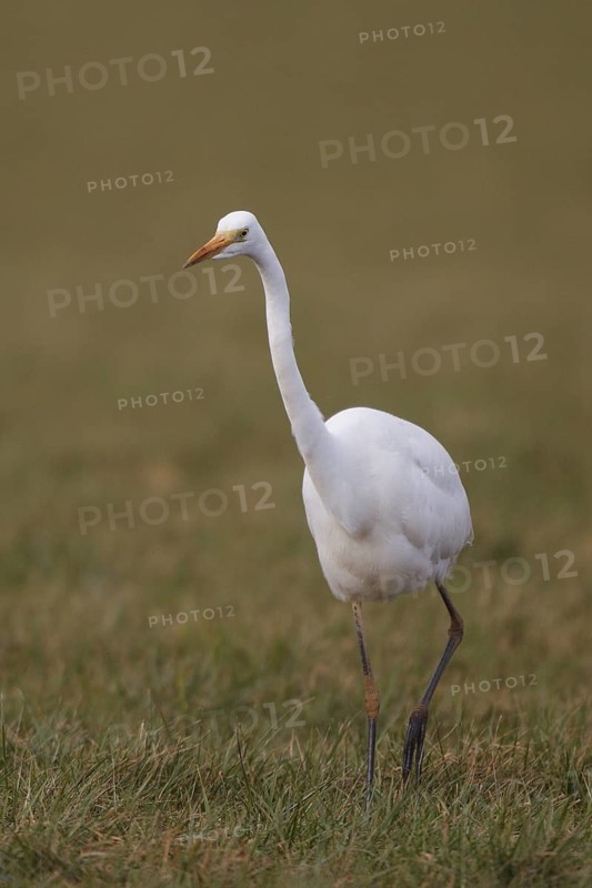 Great Egret (Ardea alba) foraging, North Rhine-Westphalia, Germany
