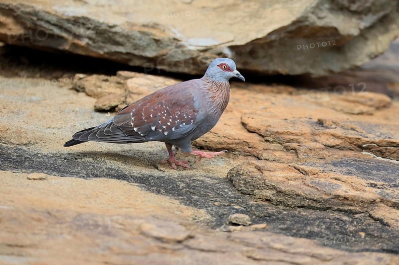 Guinea Pigeon (Columba guinea), Streak-necked Pigeon, adult, on ground, walking, foraging, Mountain Zebra National Park, Eastern Cape, South Africa