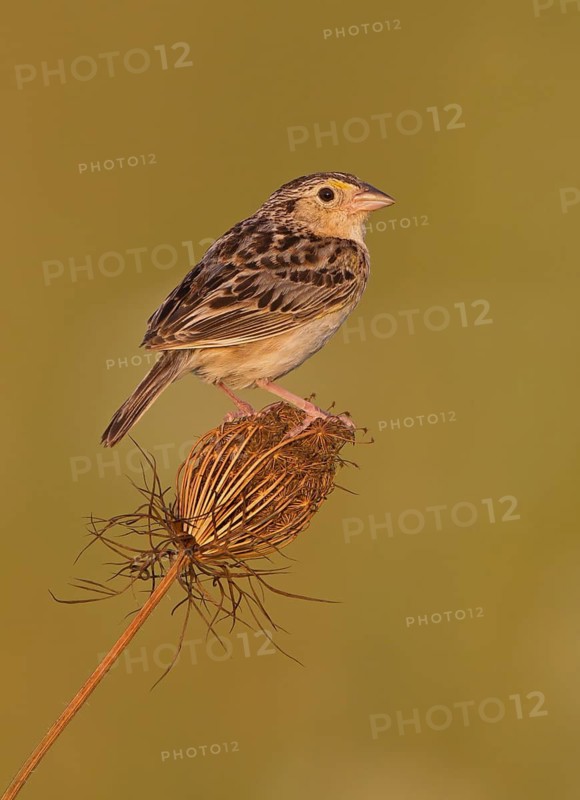 Grasshopper Sparrow (Ammodramus savannarum), Ohio, USA