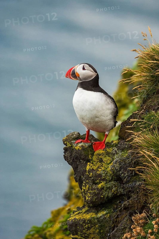 Atlantic Puffin (Fratercula arctica) on cliff, Iceland