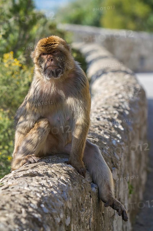 Barbary macaque (Macaca sylvanus), also called Magot, Gibraltar