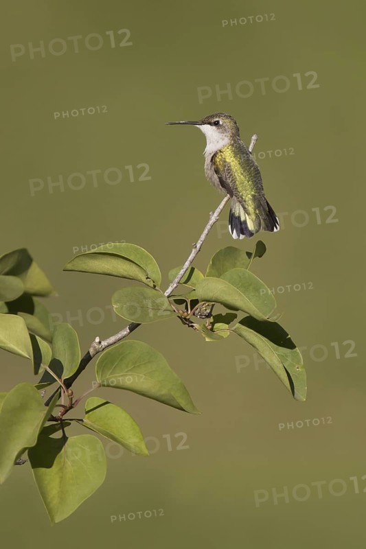 Ruby-throated Hummingbird (Archilochus colubris), Ohio, USA